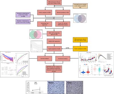 Comprehensive Analysis Identified Mutation-Gene Signature Impacts the Prognosis Through Immune Function in Hepatocellular Carcinoma